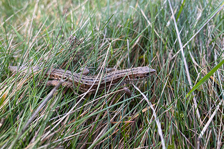 Activities on the Glenmuick Estate