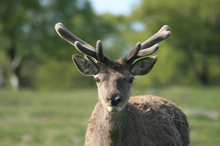 Activities on the Glenmuick Estate