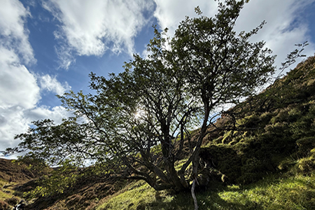 Glenmuick Estate Conservation