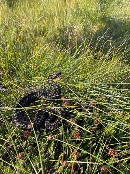 Glenmuick Estate Conservation