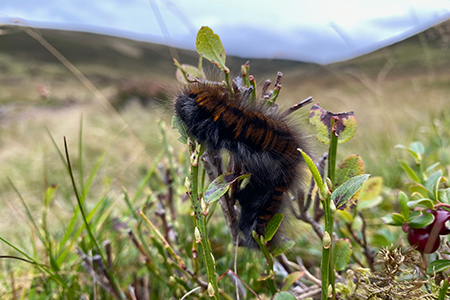Glenmuick Estate Conservation