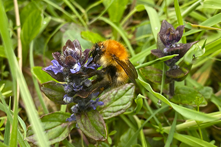 Glenmuick Estate Conservation