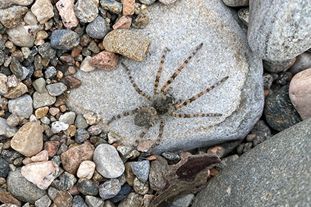 Glenmuick Estate Conservation