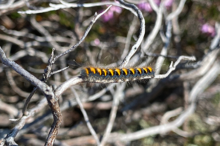 Glenmuick Estate Conservation