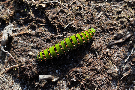 Glenmuick Estate Conservation