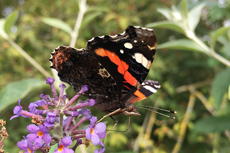 Glenmuick Estate Conservation