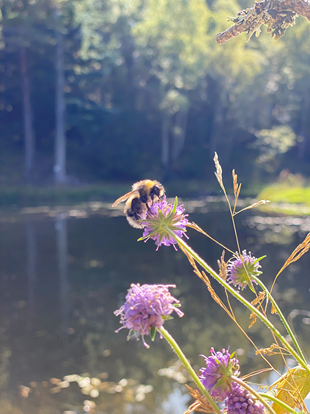 Glenmuick Estate Conservation
