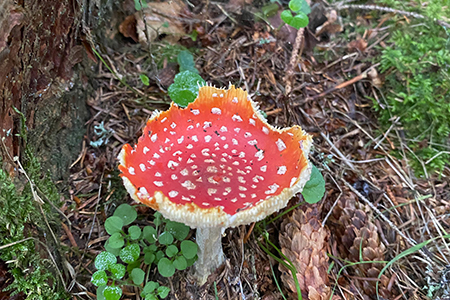 Glenmuick Estate Conservation