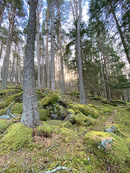 Glenmuick Estate Conservation