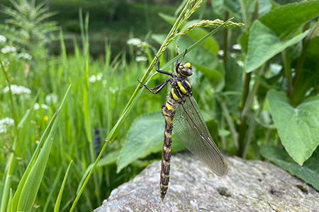 Glenmuick Estate Conservation