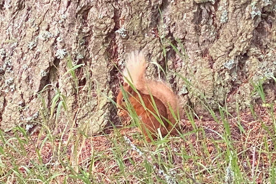 Glenmuick Estate Conservation