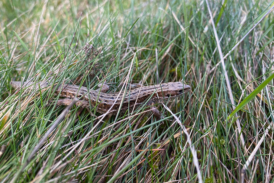 Glenmuick Estate Conservation