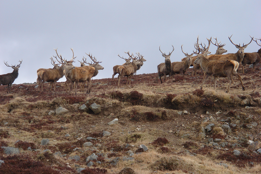 Glenmuick Estate Conservation