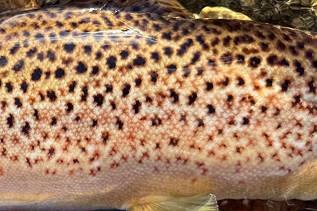 Fishing at Glenmuick Estate