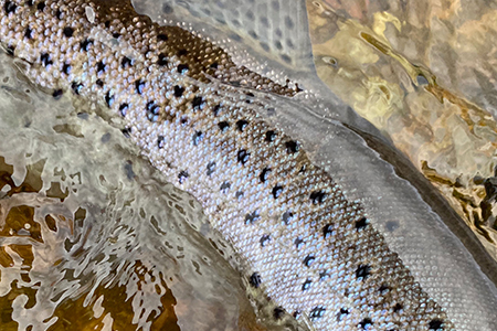 Fishing at Glenmuick Estate