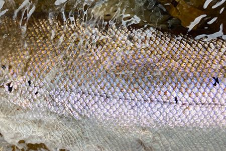Fishing at Glenmuick Estate