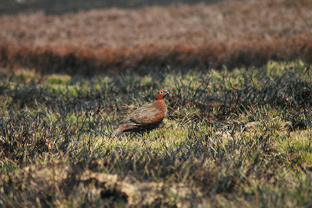 Shooting at Glenmuick Estate’