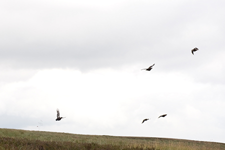 Shooting at Glenmuick Estate