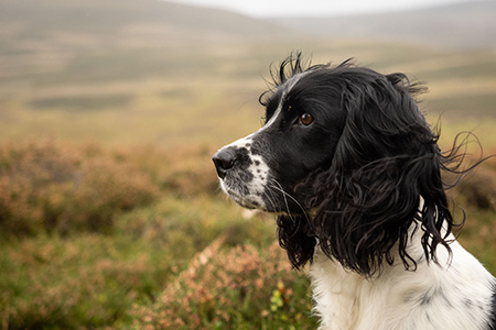 Shooting at Glenmuick Estate’