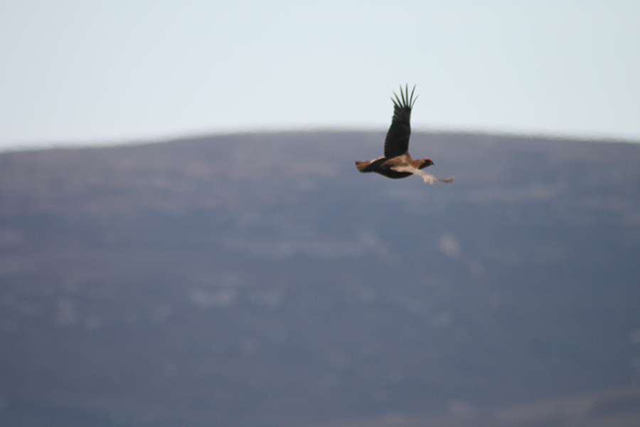 Shooting at Glenmuick Estate’