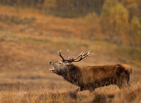 Stalking at Glenmuick Estate