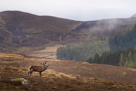 Stalking at Glenmuick Estate