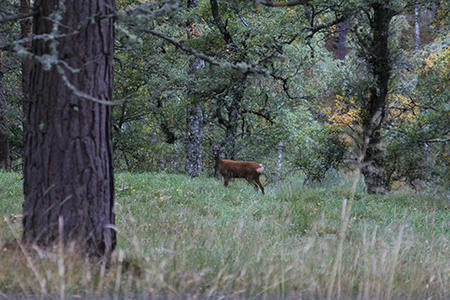 Stalking at Glenmuick Estate