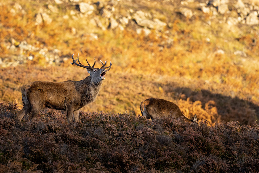 Stalking at Glenmuick Estate