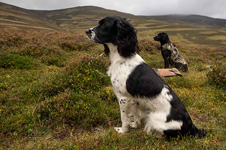 Stalking at Glenmuick Estatee