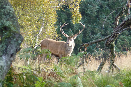 Stalking at Glenmuick Estate