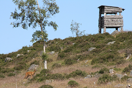 Stalking at Glenmuick Estate