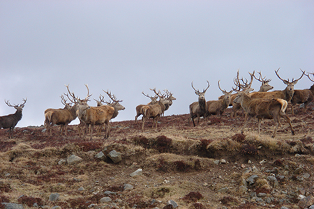 Stalking at Glenmuick Estate