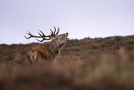 Stalking at Glenmuick Estate