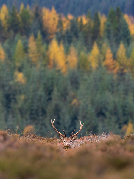 Stalking at Glenmuick Estate