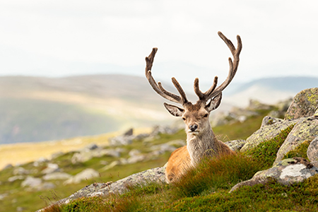 Stalking at Glenmuick Estate